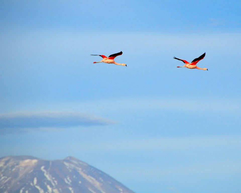 Deserto do Atacama Flamingos Licacambur @ZeCarneiroNeto e Xplorar.jpg